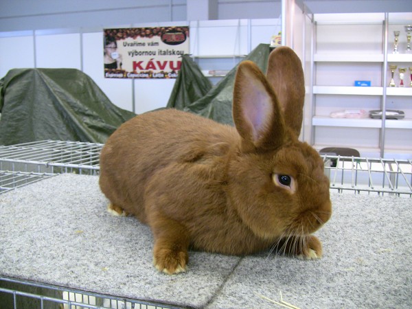 Celostátní výstava mladých králíků a drůbeže